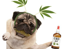 CBD PARA PERROS Y GATOS | LO BUENO Y LO MALO PARA SU SALUD