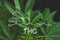 5 interesantes verdades del THC